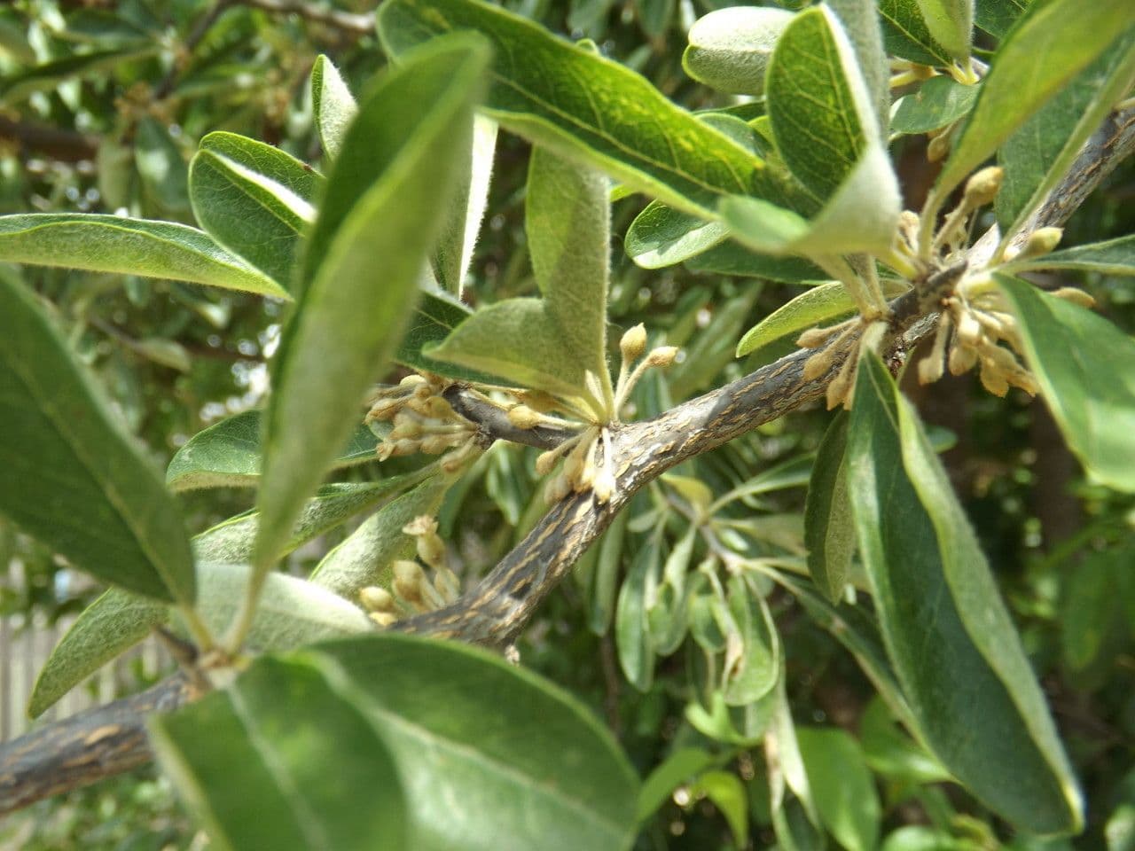 Chittamwood