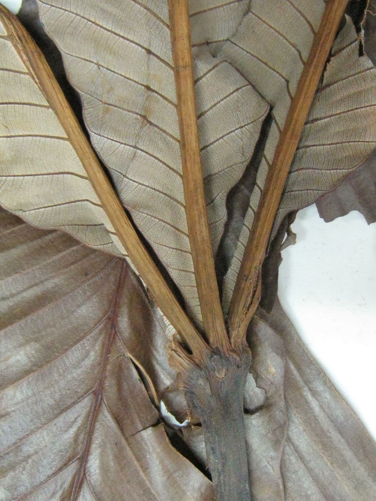 Cecropia 12