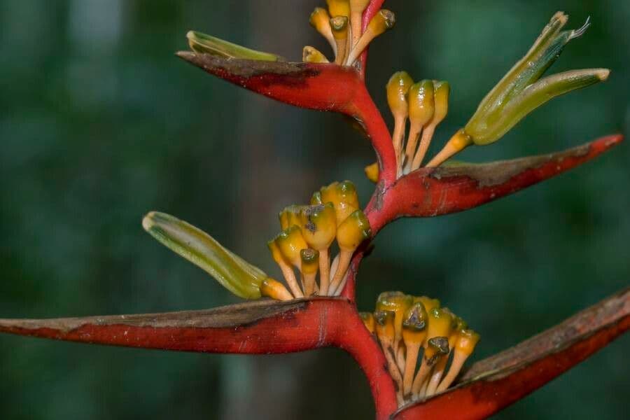 Heliconia 4