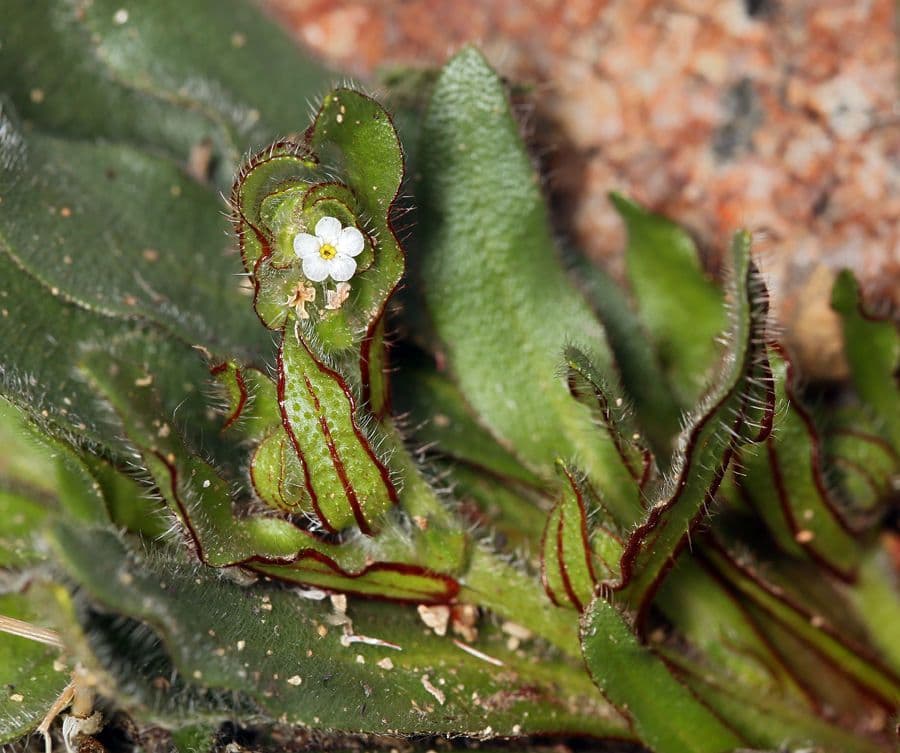 Plagiobothrys 6
