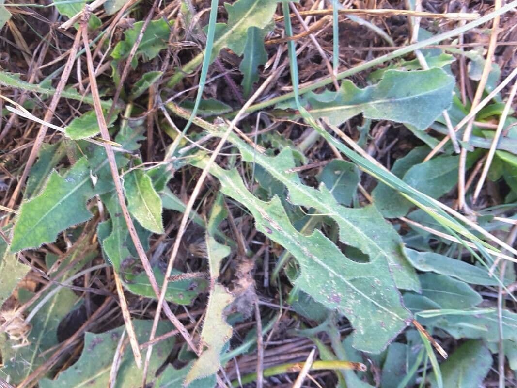 Leontodon tuberoso 17