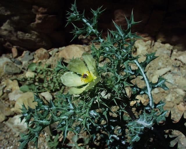 Argemone ocra 8