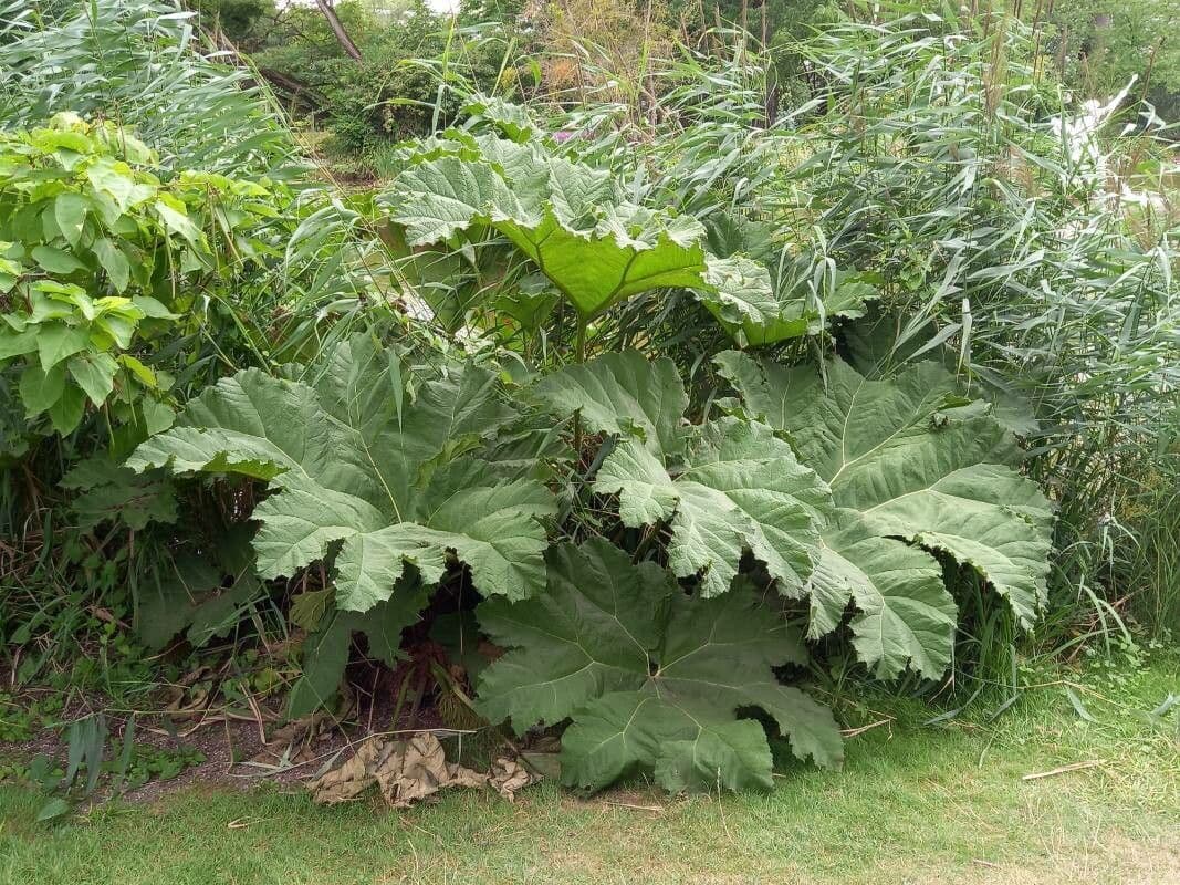Gunnera tinctoria 12