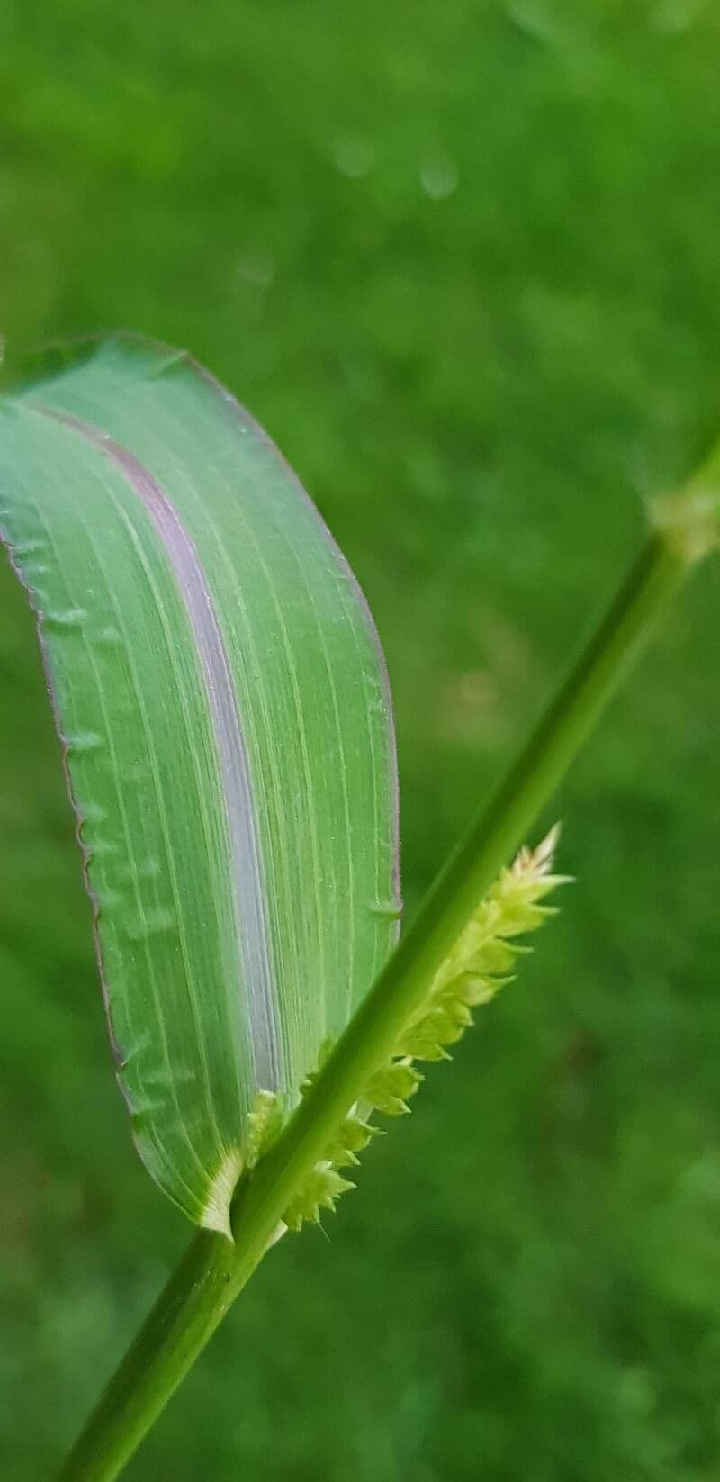 Echinochloa muricata 10