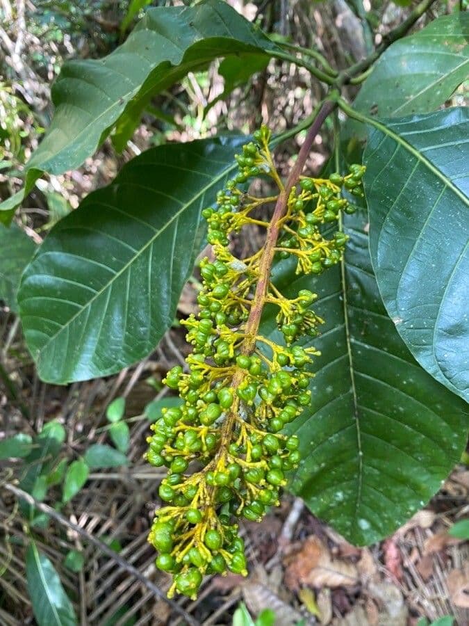Palicourea