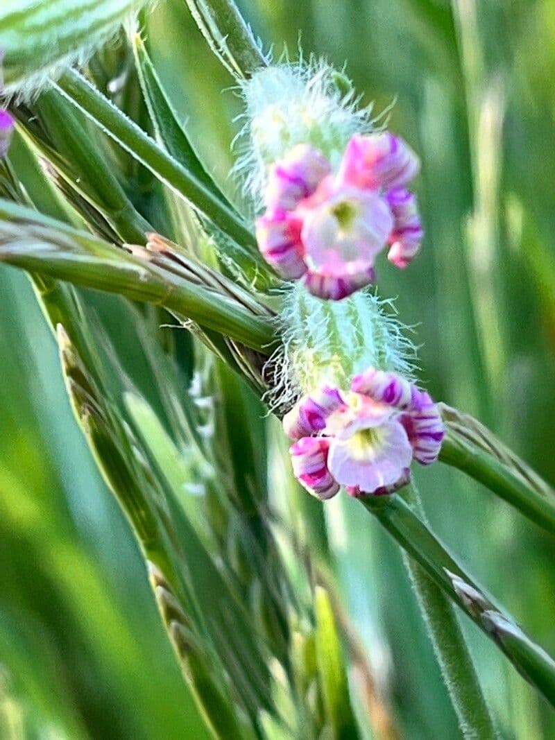 Silene bellidifolia 3