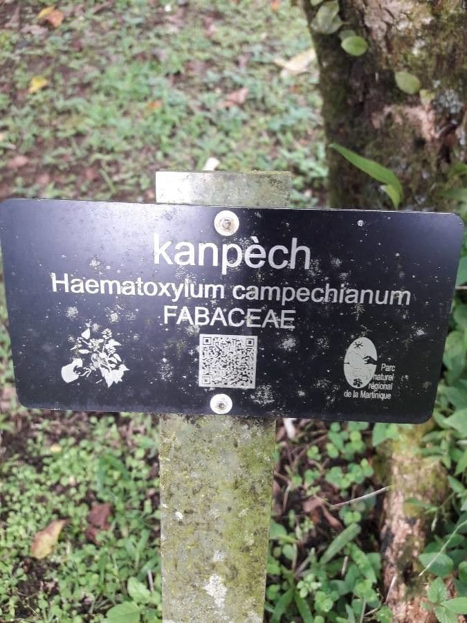 Bois de Campêche 26