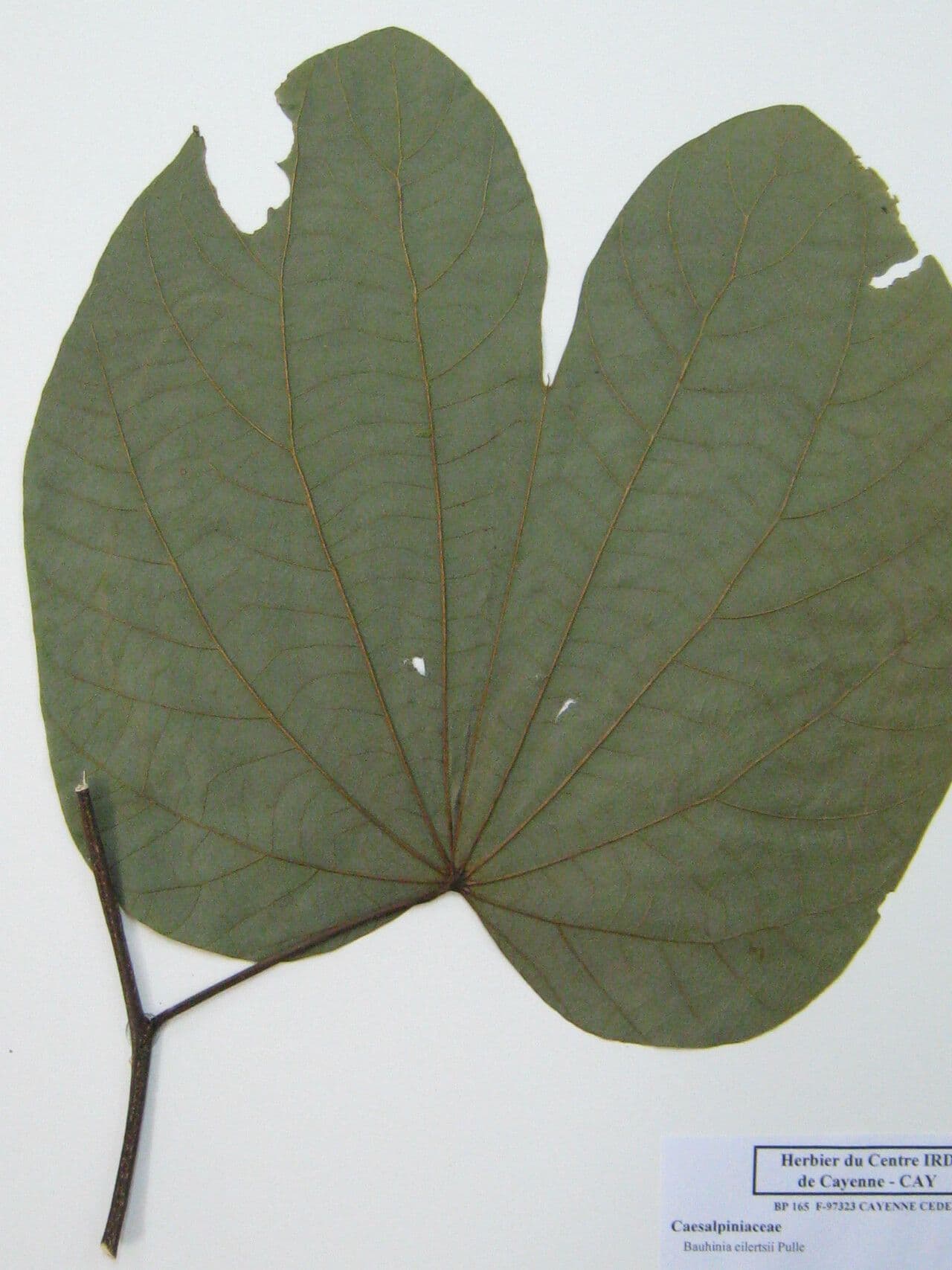 Bauhinia