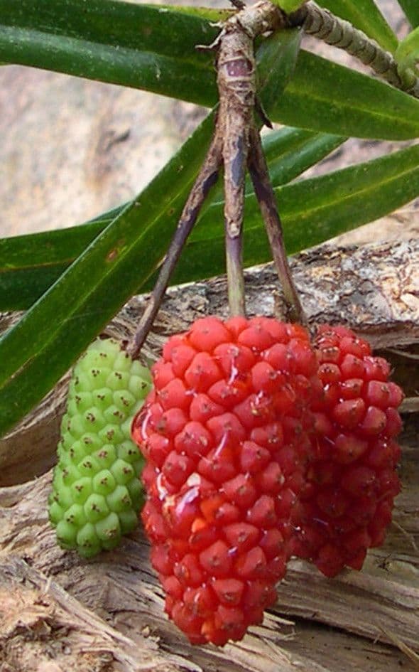 Freycinetia 3