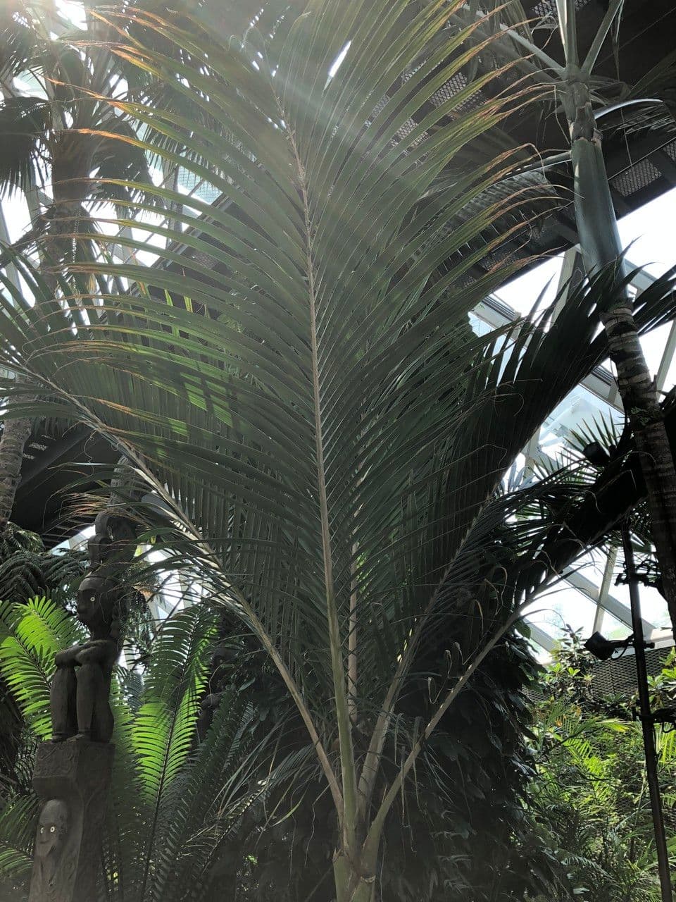 Palma Nikau 19