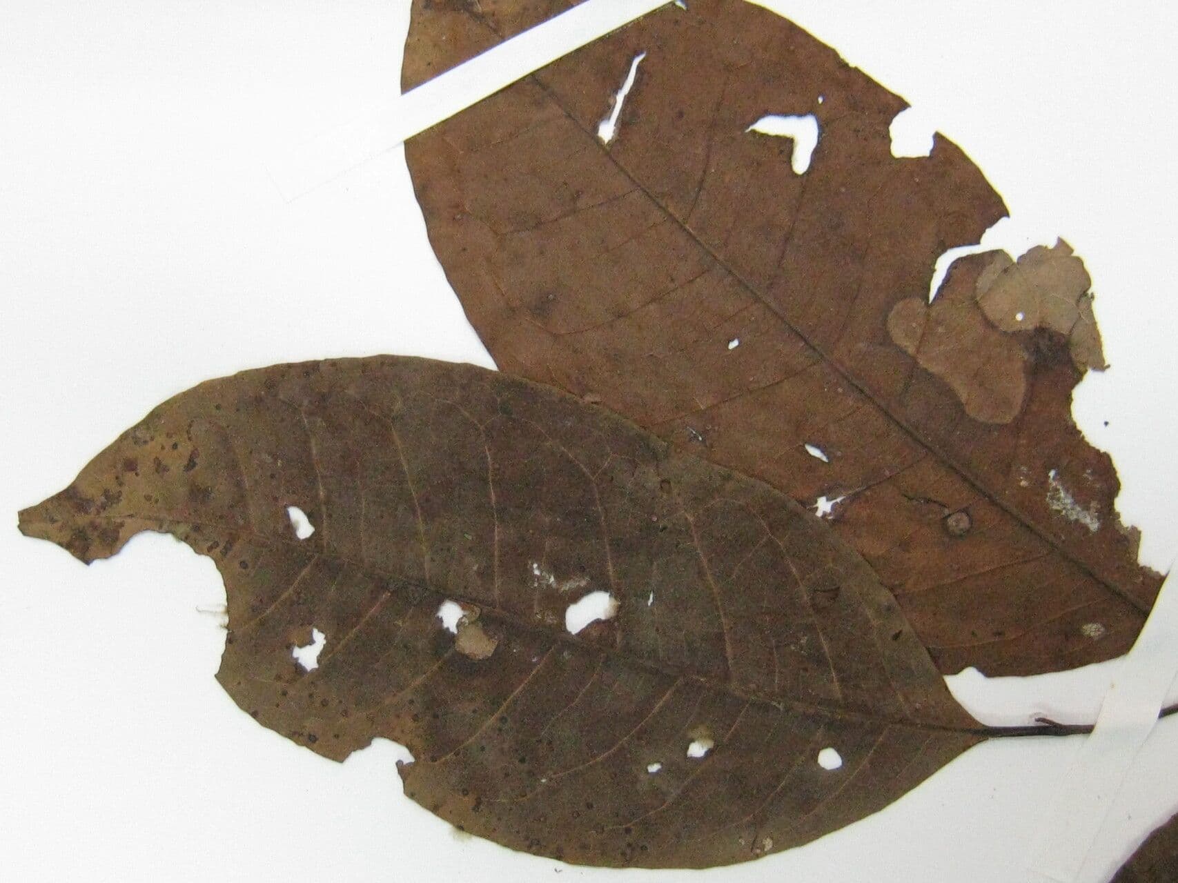 Corythophora 7