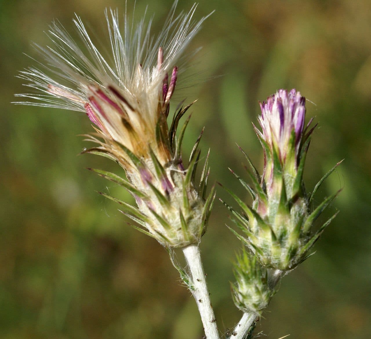 Cardo saettone 5