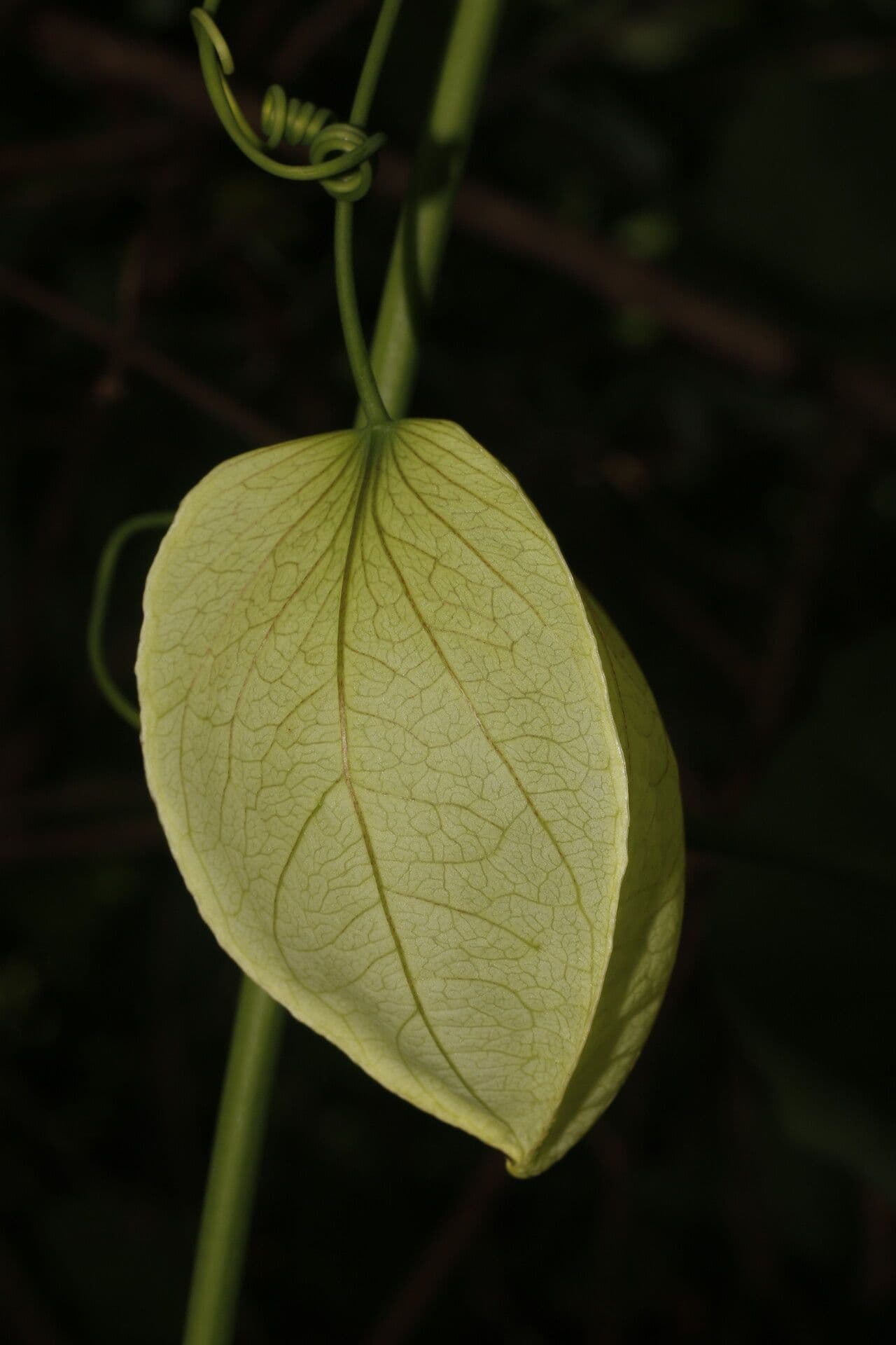 Passiflora 2