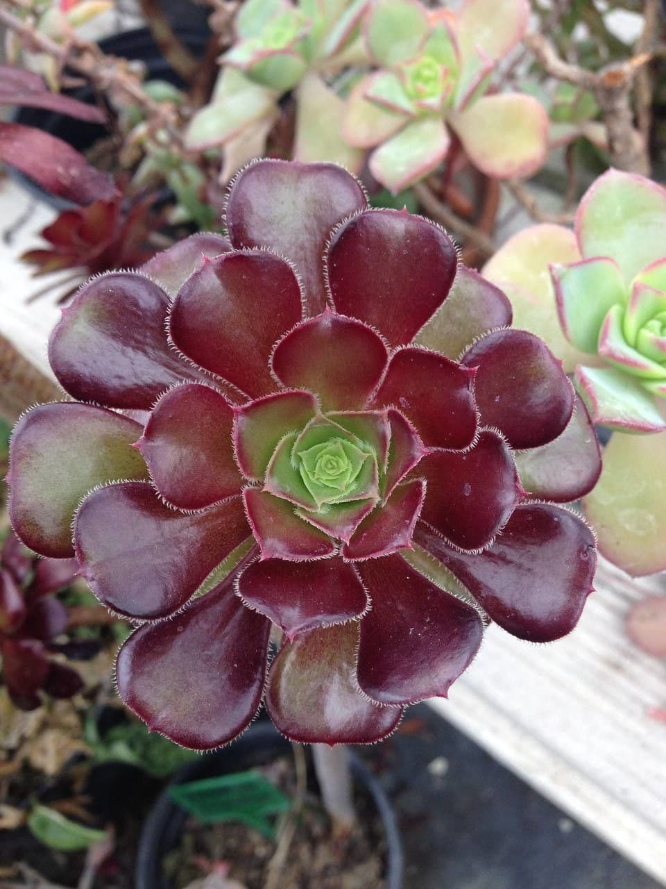 Aeonium 16