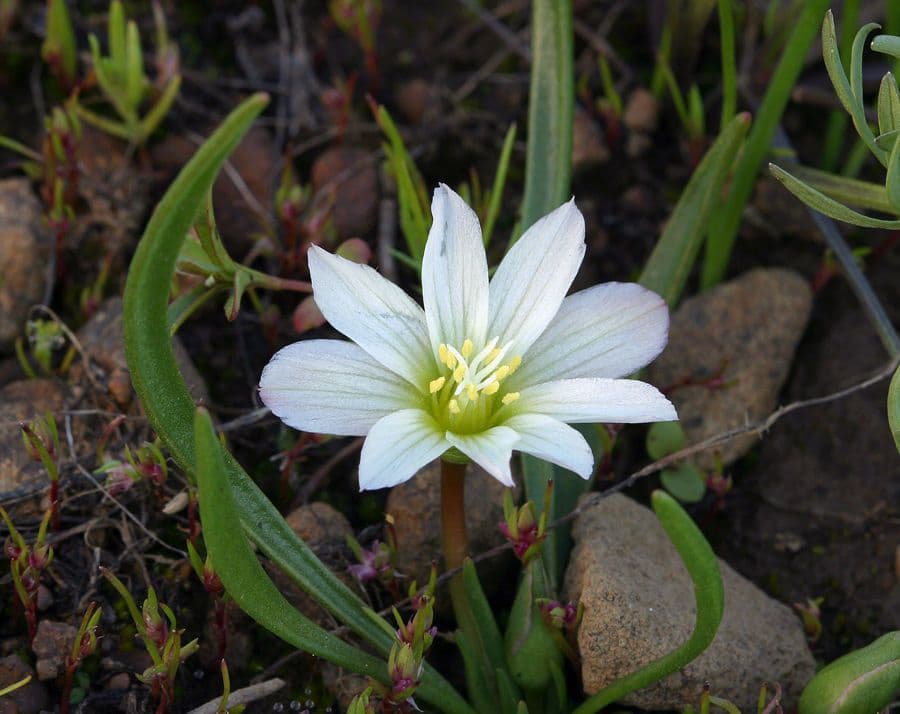Lewisia del Nevada 4