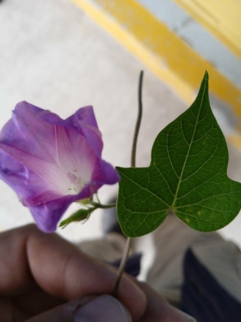 Ipomea 6