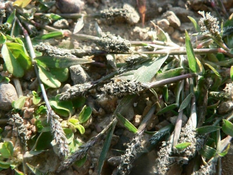 Sporobolus 10