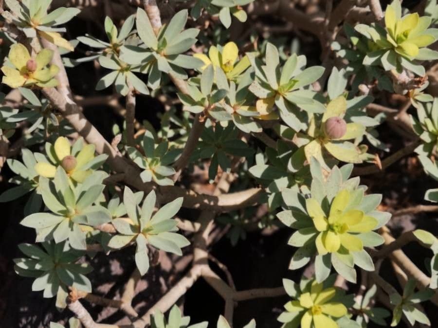 Balsam-Wolfsmilch 20