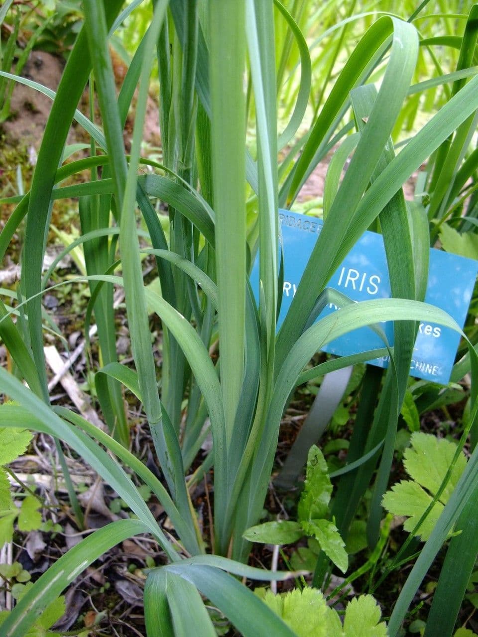 Iris à veines dorées 10