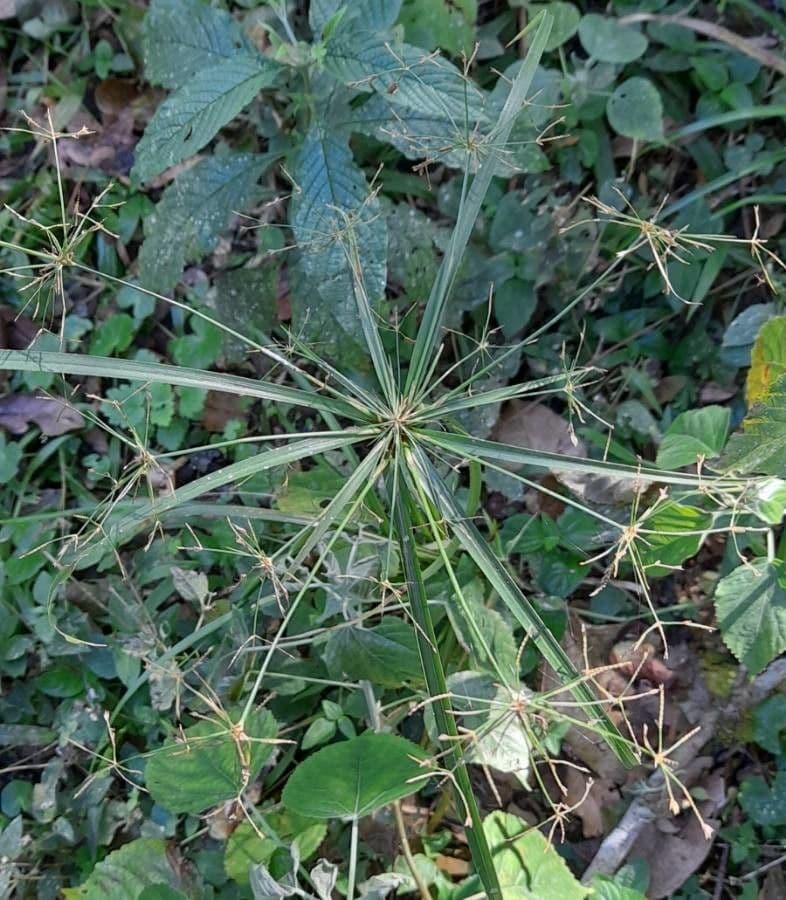 Cyperus friburgensis 2