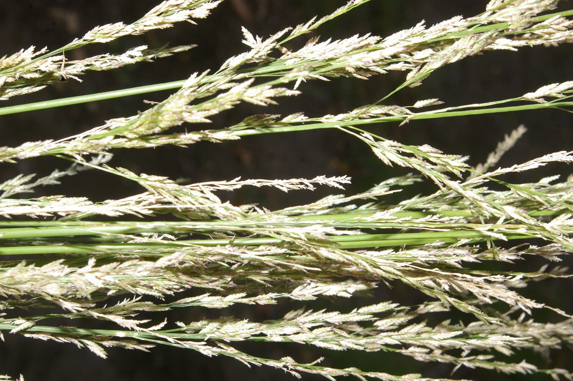 Eragrostis prolifera 2