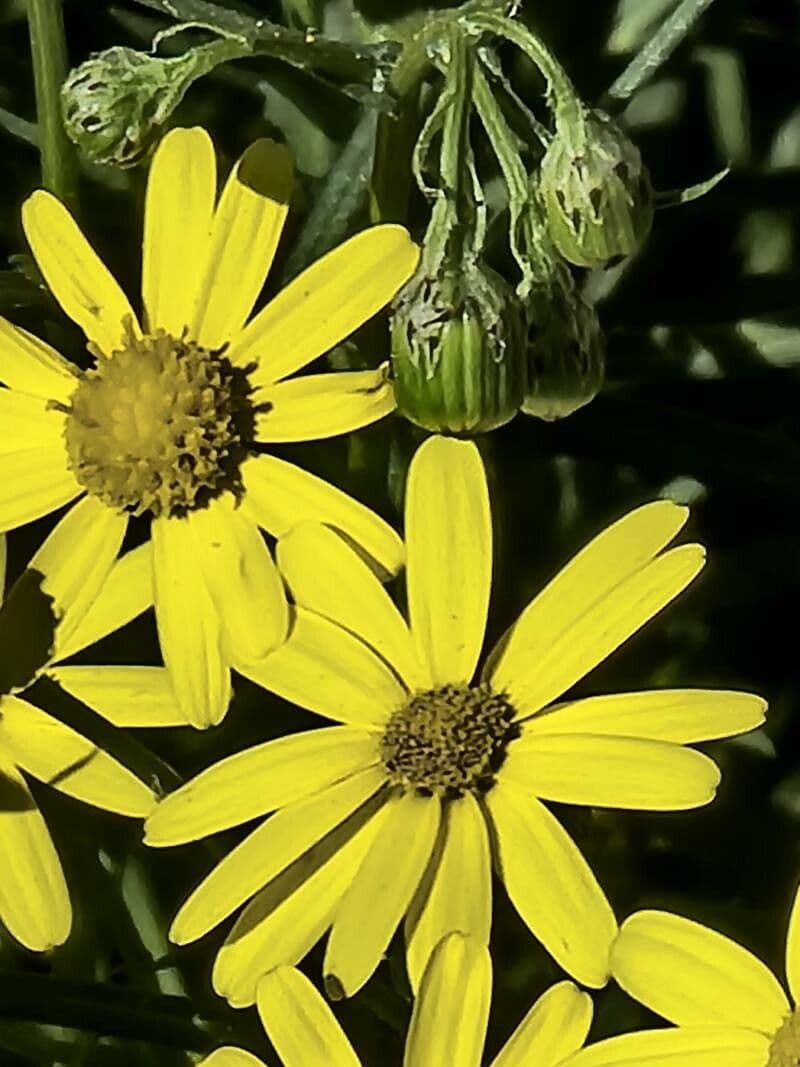 Senecio glauco 2