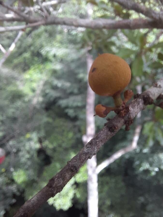 Pradosia