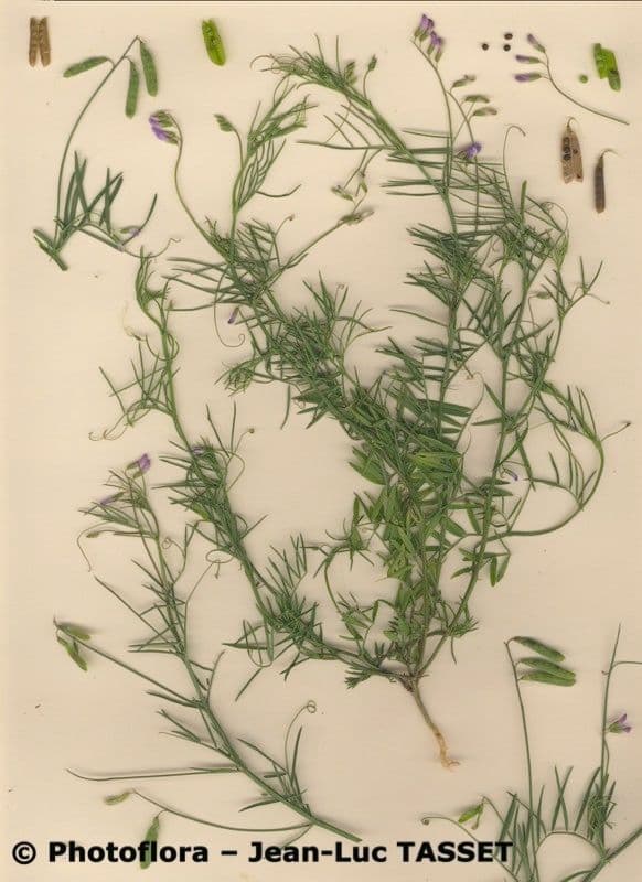 Vesce à petites fleurs 21