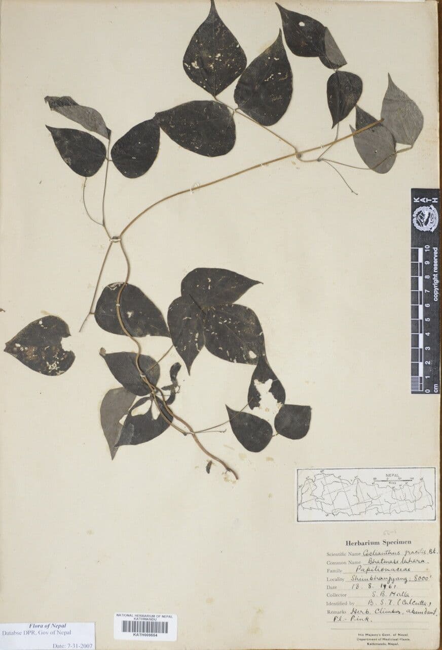 Cochlianthus