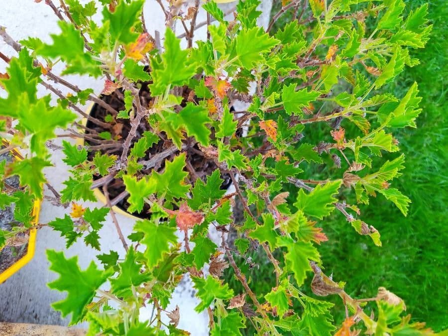 Tetradenia 13