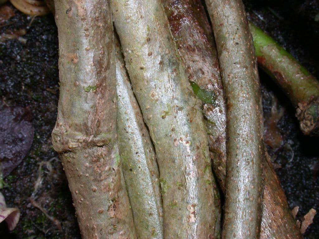 Cochliasanthus 20