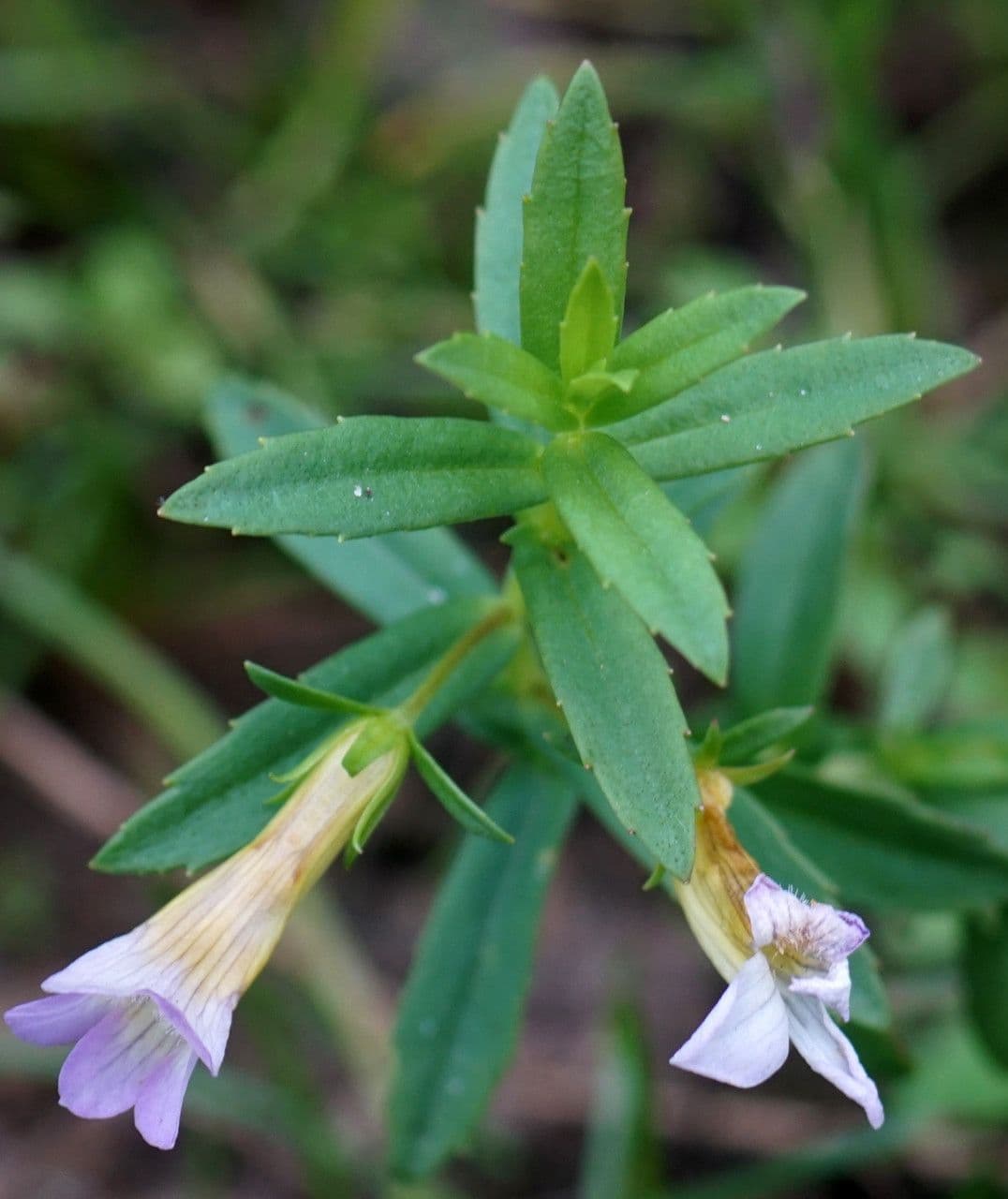 Graciola lekárska 13