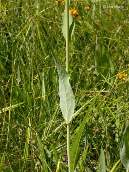 Rutenbeckia 3