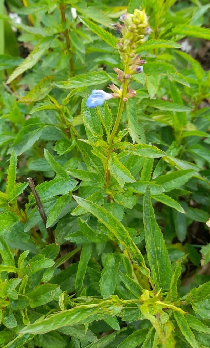 Bog sage 7