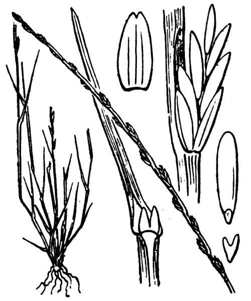 Festuca 10
