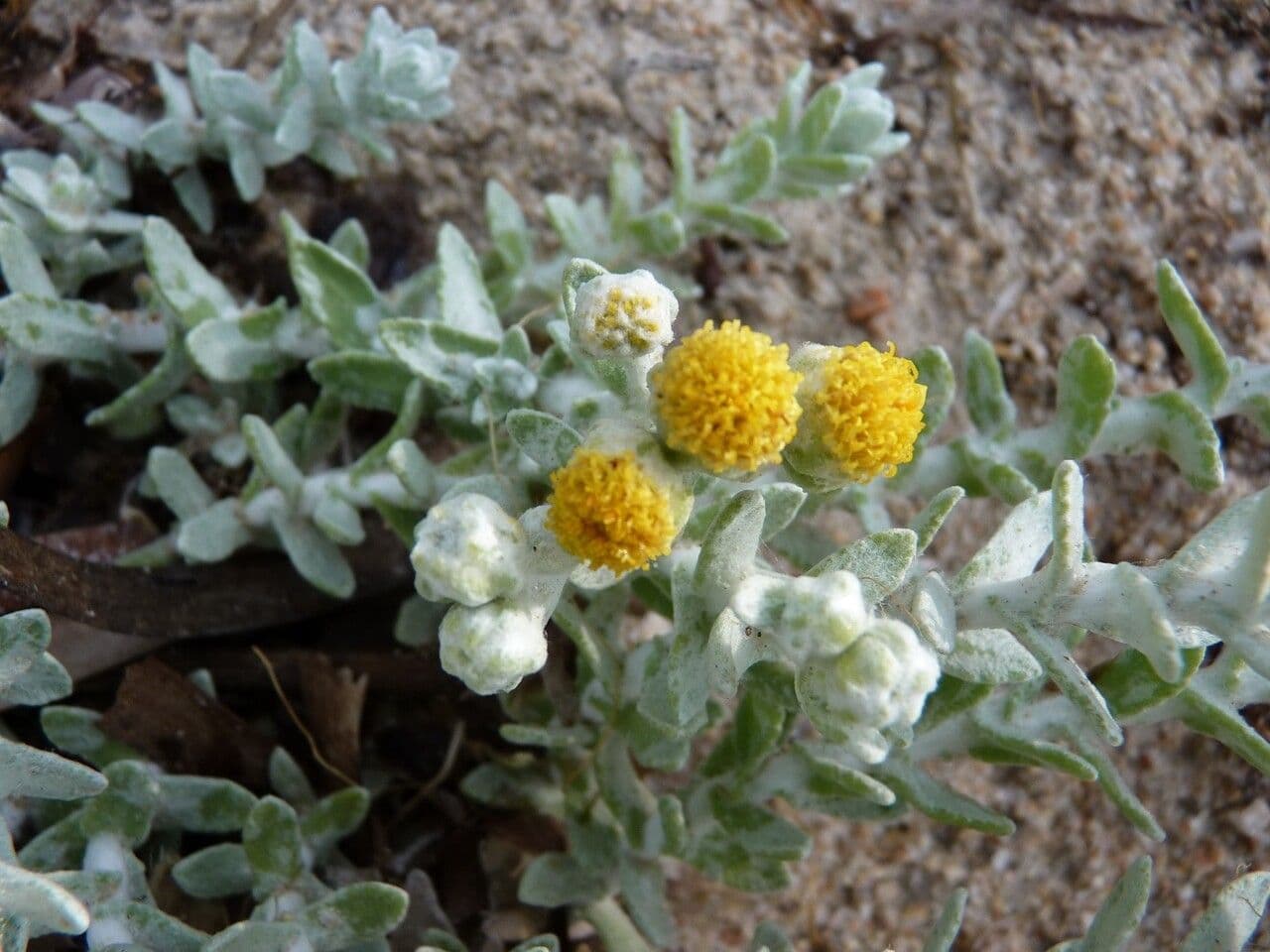 Achillea marittima 30