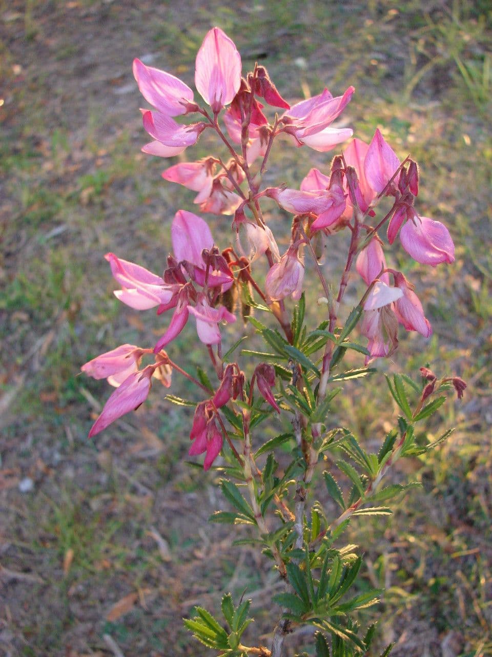 Ononide arbustivo 15