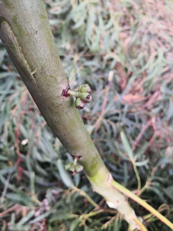 Schnee-Eukalyptus