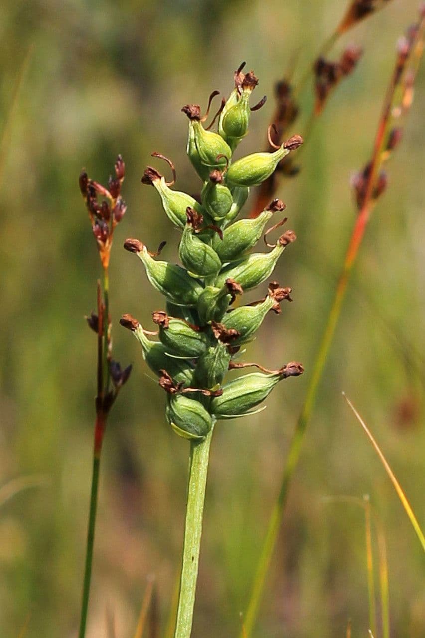 Platanthera clavellata