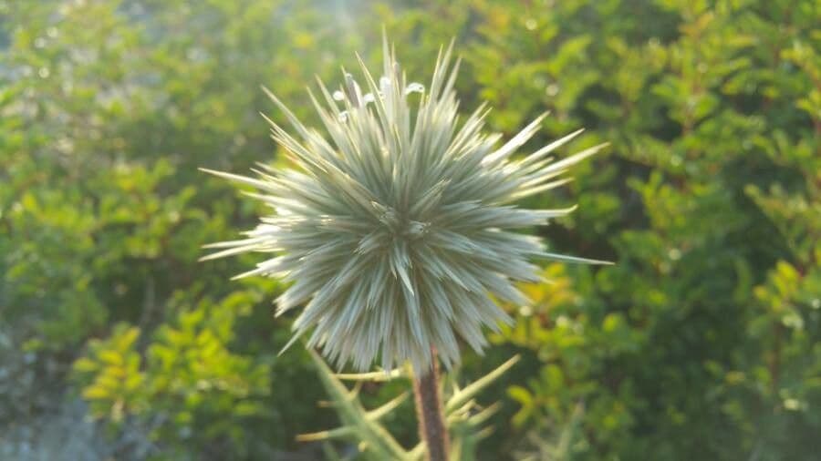 Echinops spinosissimus 4