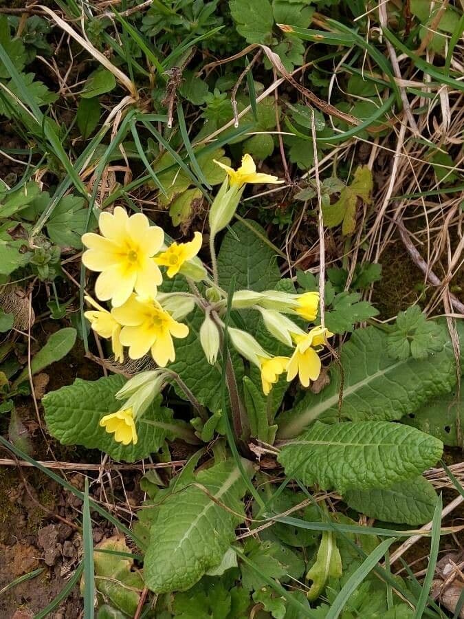 Primula maggiore 13