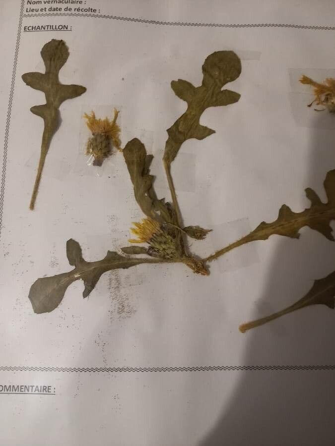 Centaurea 6