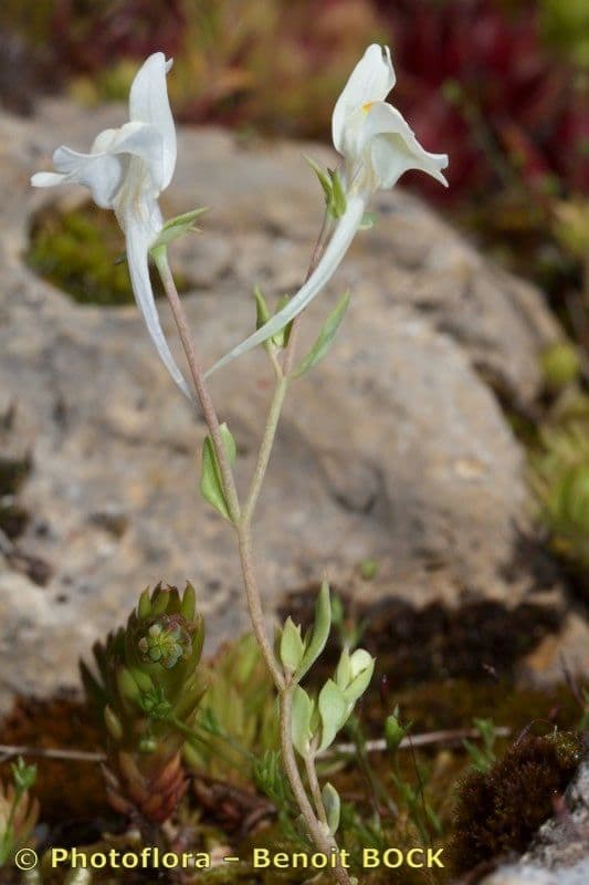 Linaria reflexa 6