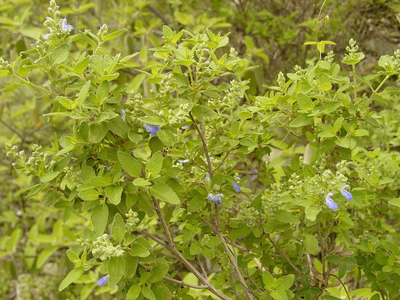 Salvia a grappoli 9
