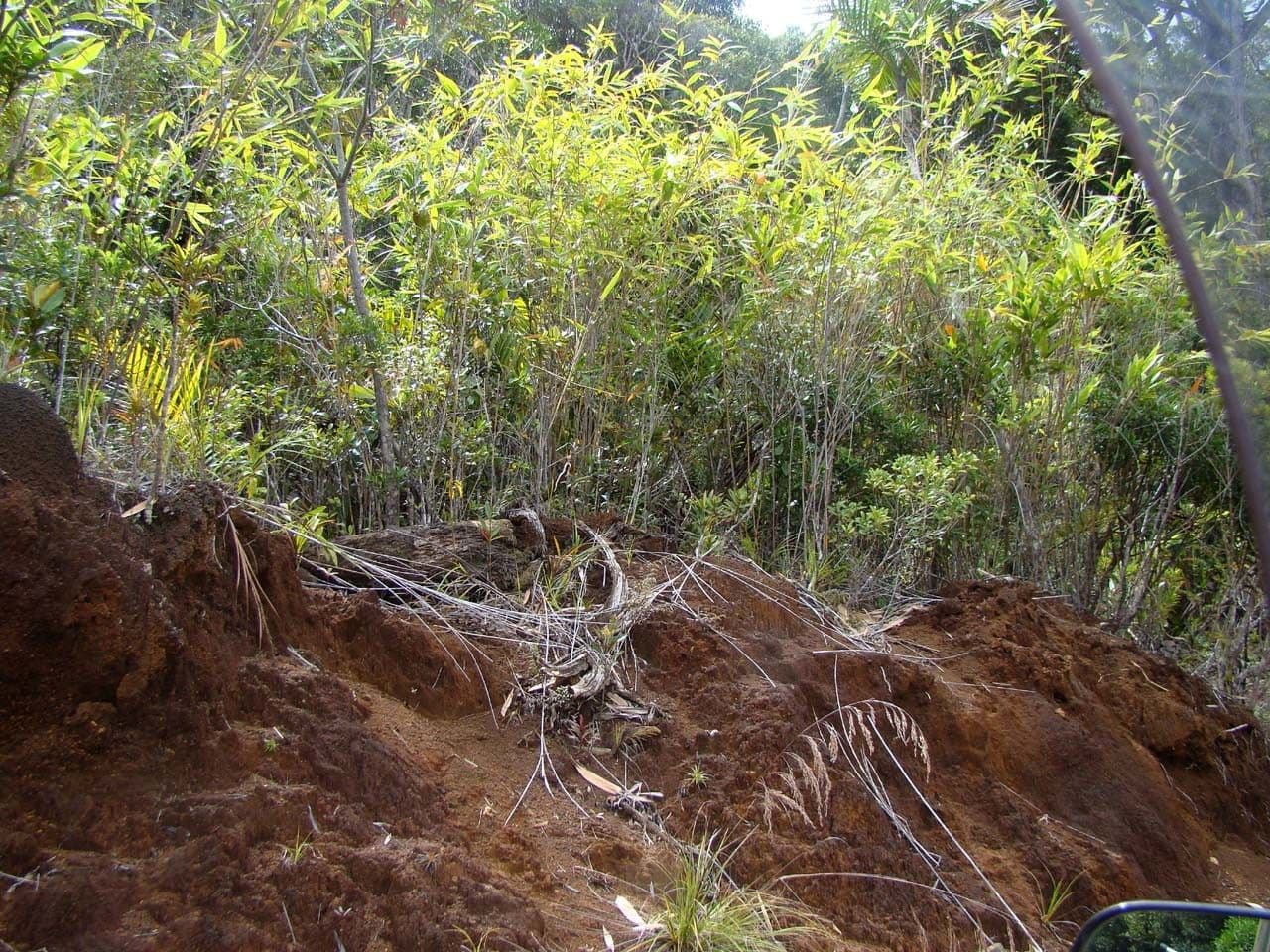 Greslania 5