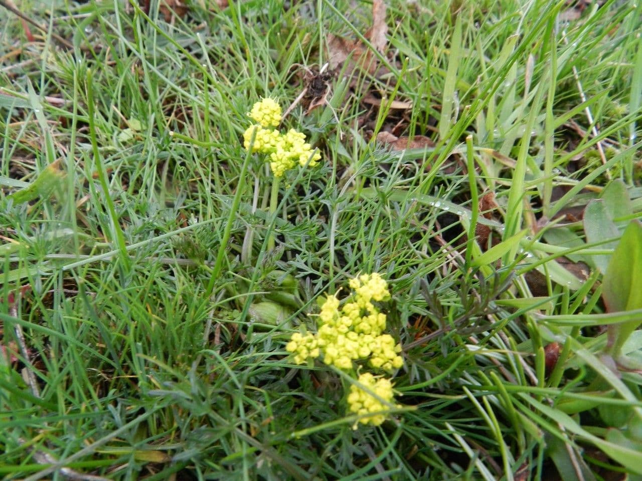 Lomatium 4