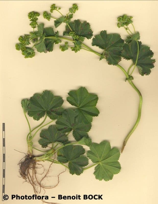 Alchemilla 16