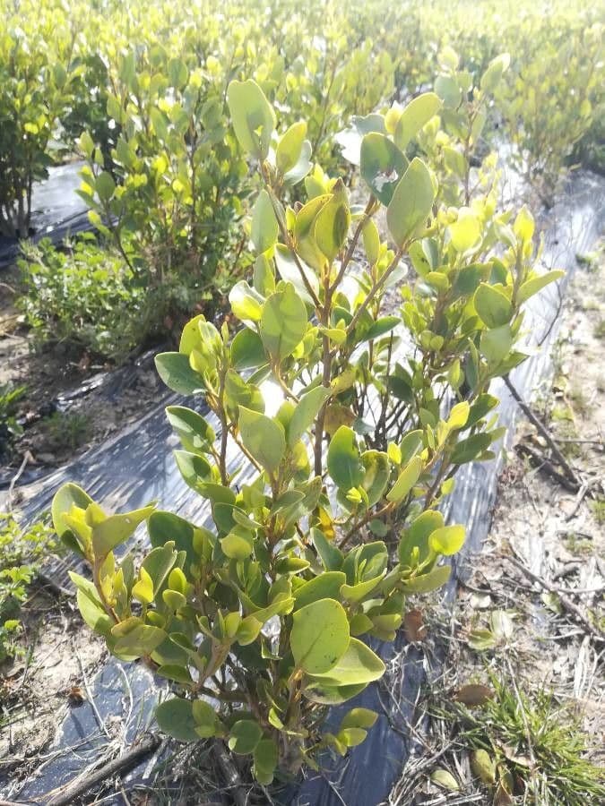 Griselinia 12