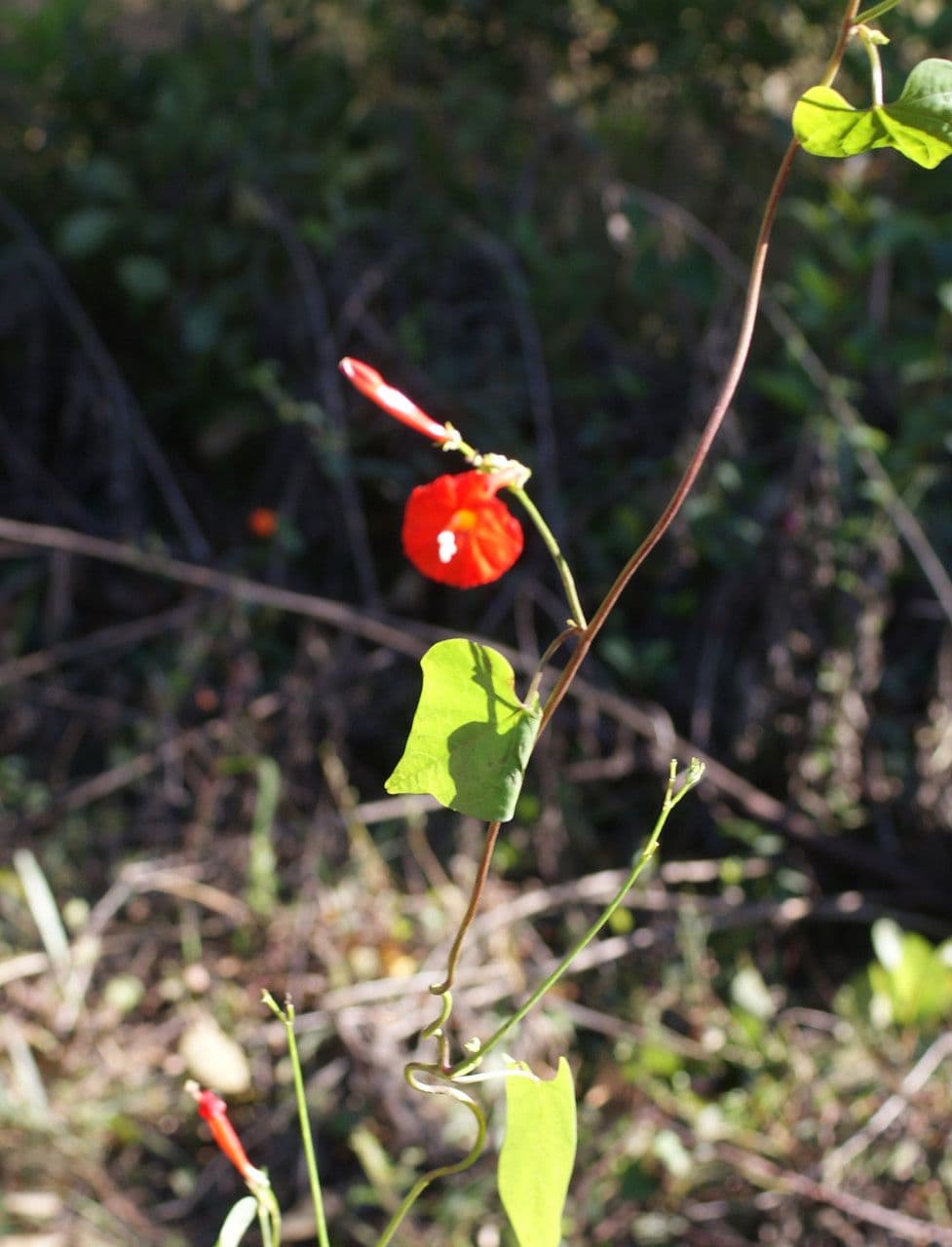 Ipomoea hederifolia 15