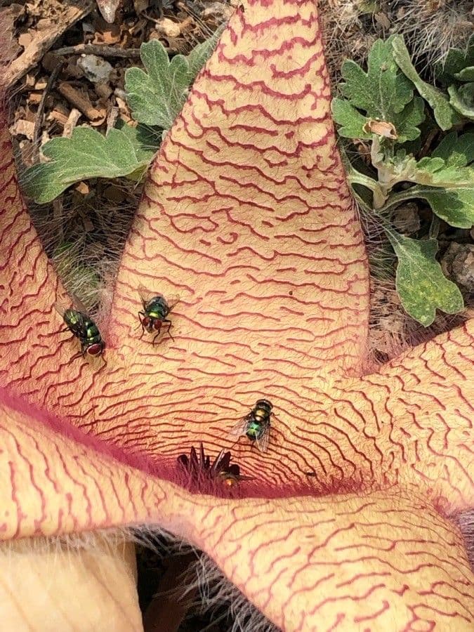 Stapelia gigantea 8